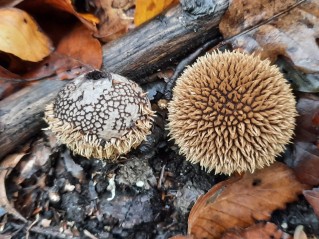 Lycoperdon echinatum