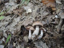 Cortinarius torvus