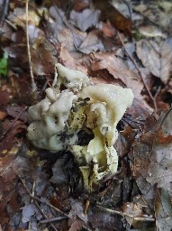 Helvella lacunosa