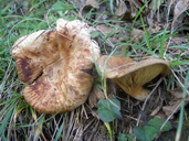 Paxillus involutus