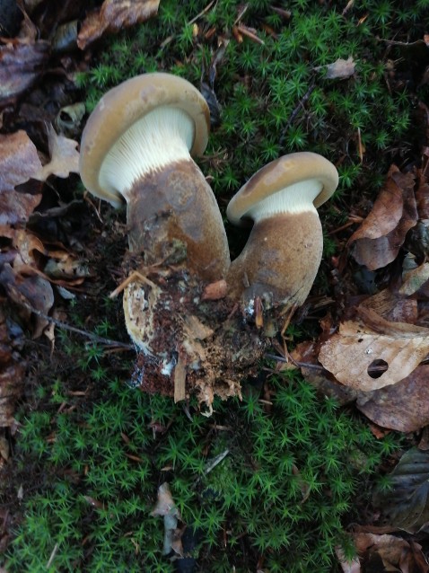 Tapinella atrotomentosa