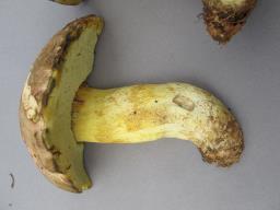 Butyriboletus roseogriseus
