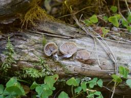 Entoloma depluens