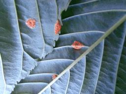 Puccinia coronata