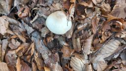 Lepiota ignivolvata