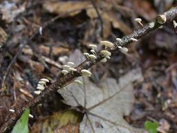 Collybiopsis ramealis