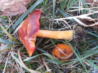 Hygrocybe punicea