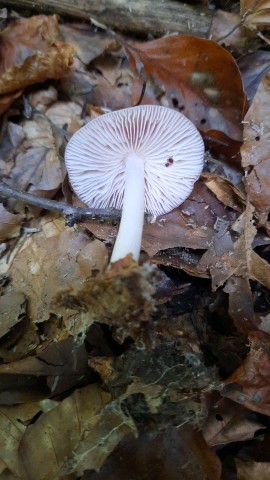 Mycena rosea