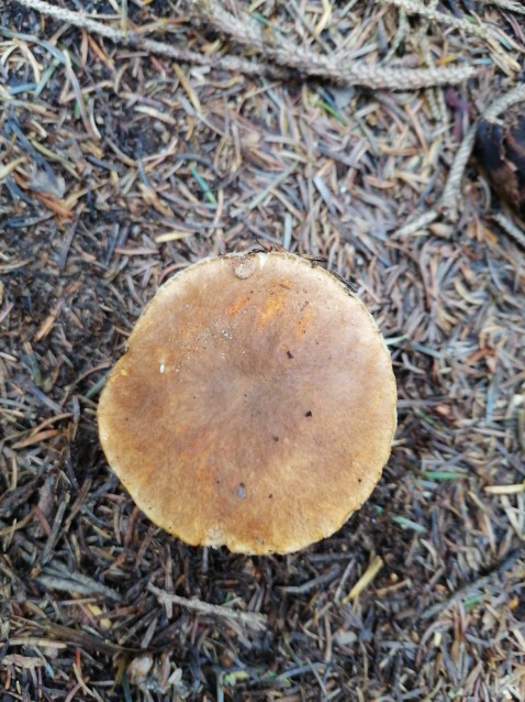 Gyroporus castaneus