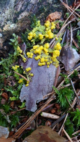 Physarum polycephalum