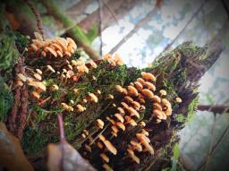Xeromphalina campanella