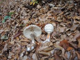 Chlorophyllum olivieri