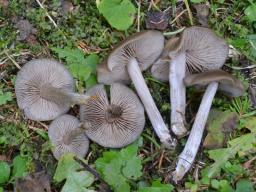 Entoloma sericeum