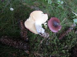 Russula nitida