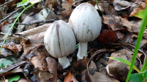 Coprinopsis atramentaria