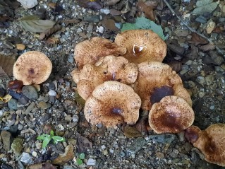 Paxillus rubicundulus