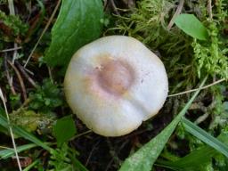 Agaricus semotus