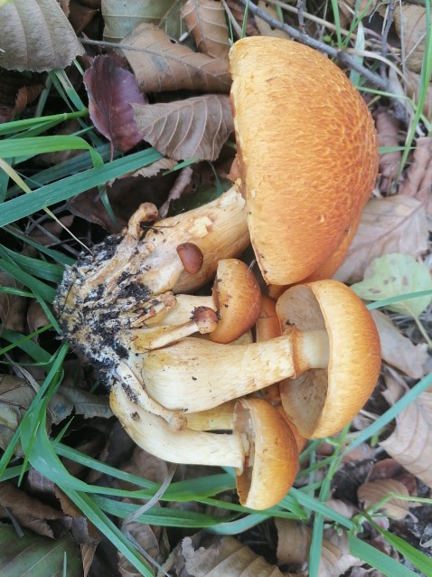 Pholiota aurivella