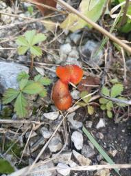 Hygrocybe conica