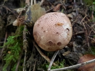 Scleroderma verrucosum