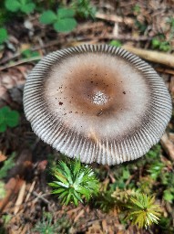 Amanita battarrae