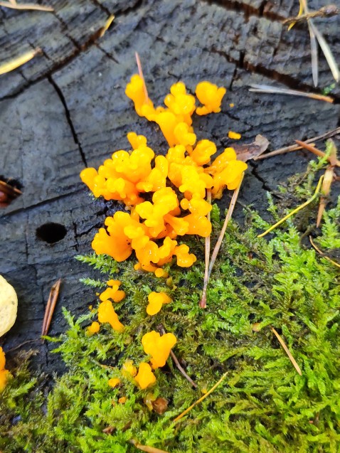 Dacrymyces chrysospermus