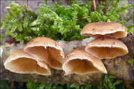 Tectella patellaris