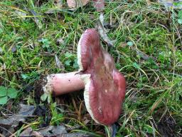 Russula queletii