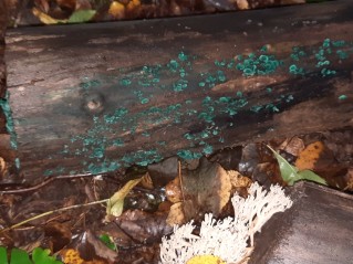 Chlorociboria aeruginascens