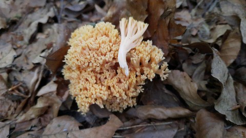 Ramaria flavosalmonicolor