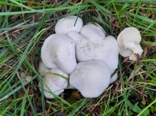 Leucocybe connata