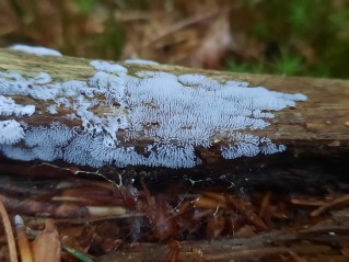 Ceratiomyxa fruticulosa