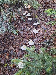 Agaricus abruptibulbus