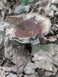 Russula adusta