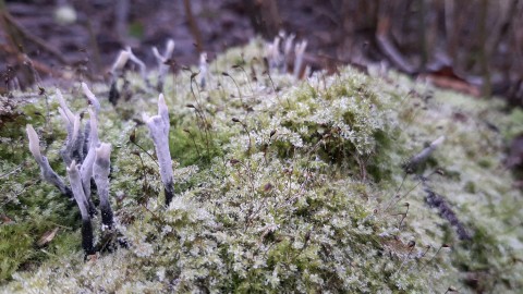 Xylaria hypoxylon