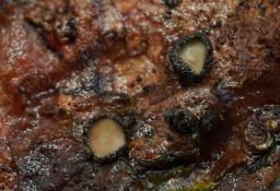 Crumenulopsis pinicola