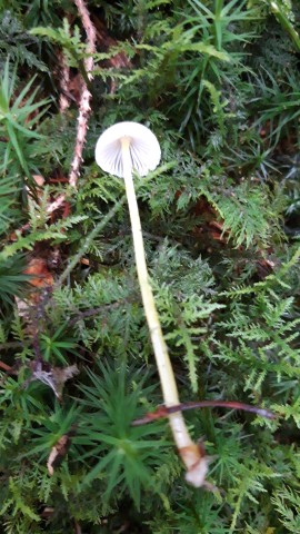 Mycena epipterygia