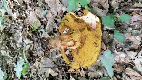 Butyriboletus appendiculatus