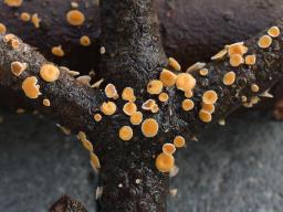 Lachnellula subtilissima