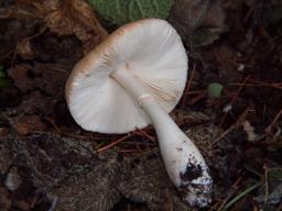 Leucoagaricus purpureolilacinus