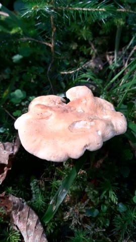 Hydnum rufescens