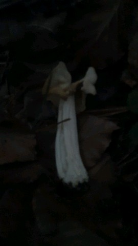 Helvella crispa