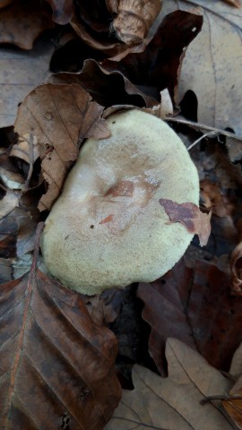 Lactarius blennius