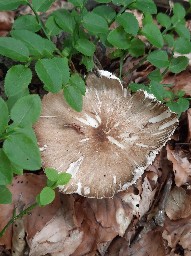 Megacollybia platyphylla