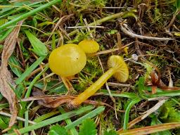 Hygrocybe insipida