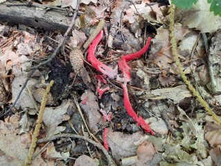 Clathrus archeri