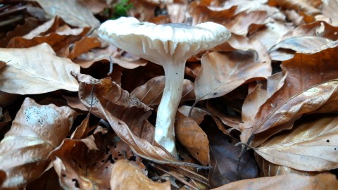 Hygrophorus olivaceoalbus