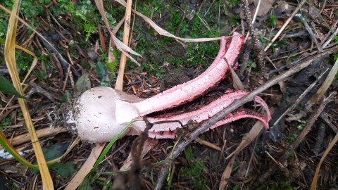 Clathrus archeri