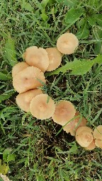 Marasmius oreades