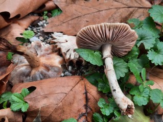 Leucoagaricus leucothites